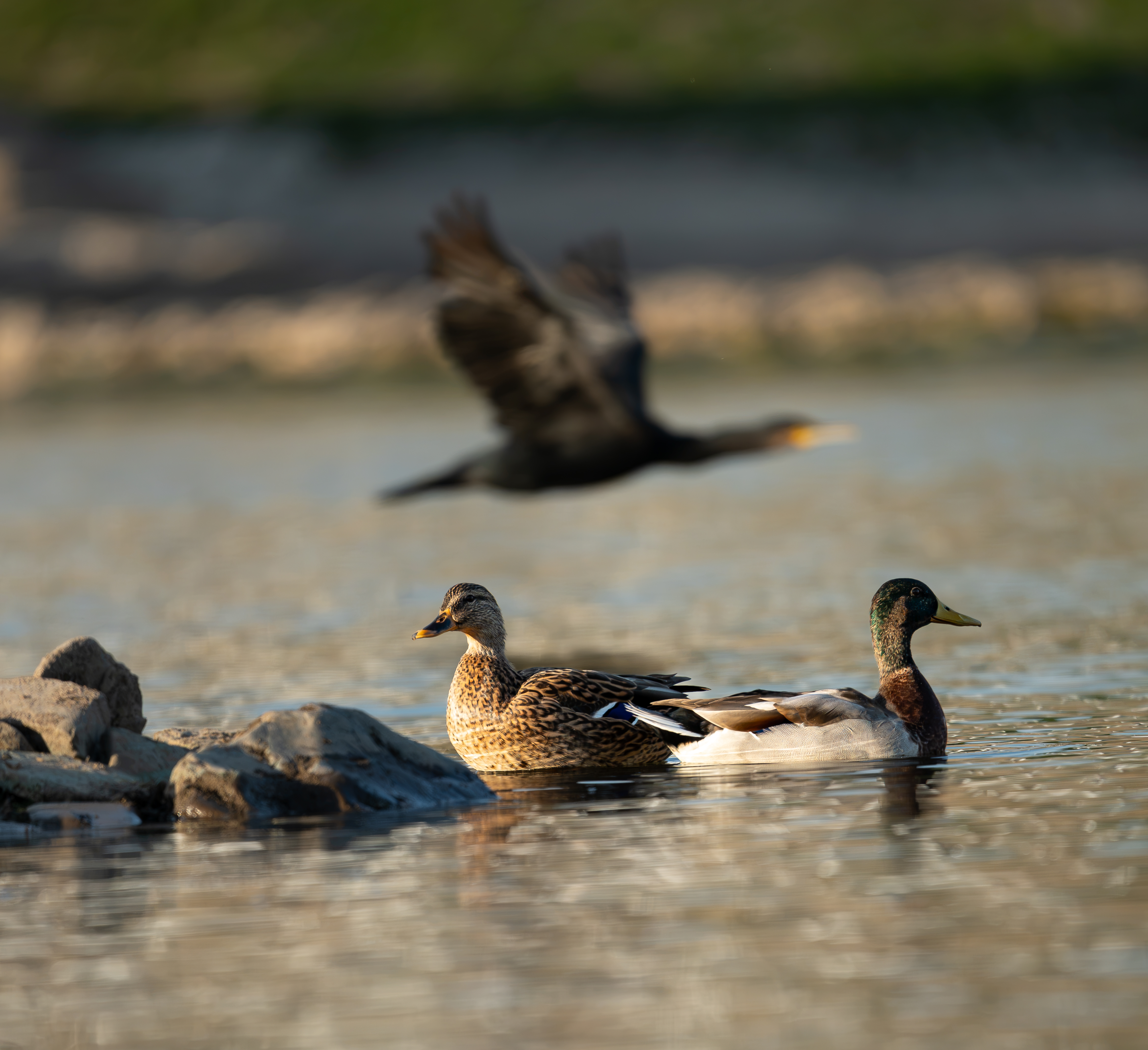 Bilder aus der Kategorie Landscape